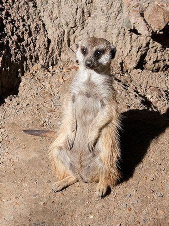 Meerkat Overview, Habitat & Facts | What are Meerkats? | Study.com