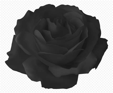anh background black rose nen den voi hinh anh hoa hong den
