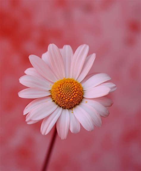 Daisy Bloom Leaks: A Defining Moment—Finally Brought to Light - b97nhvo