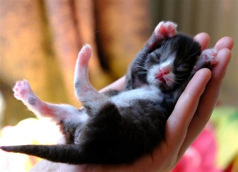 how to find newborn kittens outside