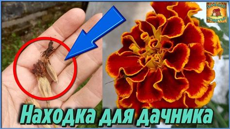 БАРХАТЦЫ как удобрение Великолепные СИДЕРАТЫ и зеленое удобрение ...