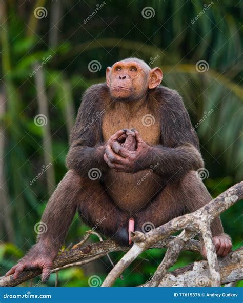 Chimpanzee on Mangrove Branches. Republic of the Congo. Conkouati-Douli