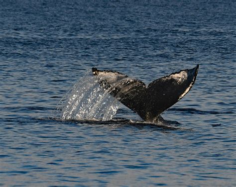 Whale's Tail · Free Stock Photo