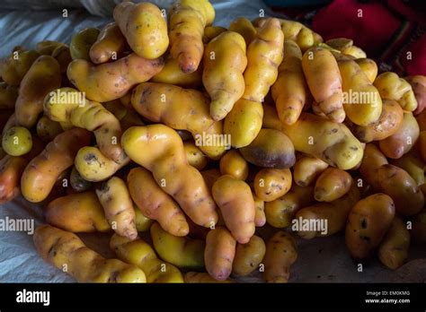 Olluco hi-res stock photography and images - Alamy