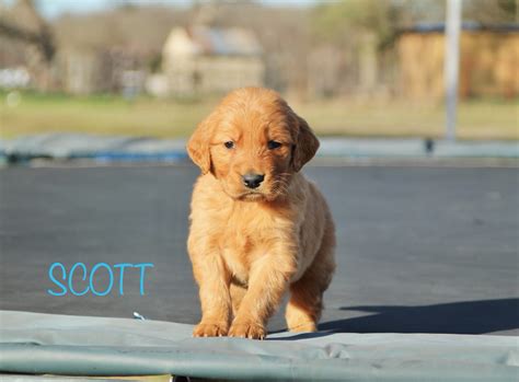Golden Retriever Puppies Archives | Hidden Acres Puppies