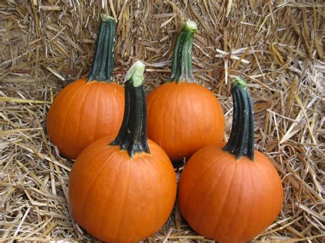 Pumpkin Pictures - National Garden Bureau | #yearofthepumpkin