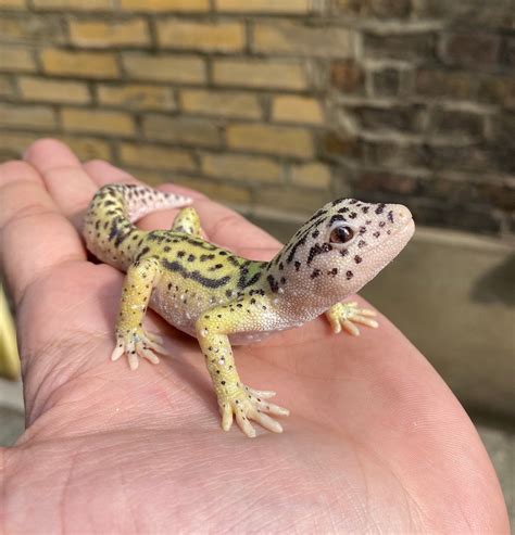 Leopard Gecko Figurine 12 Cm Length - Etsy