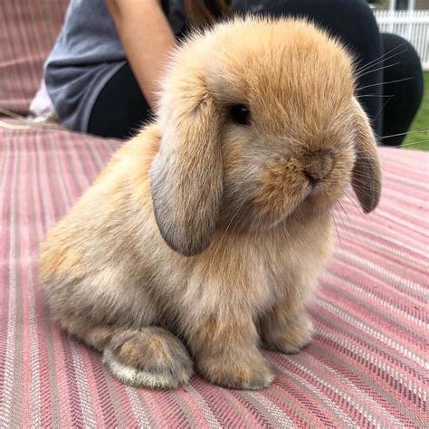Download Holland Lop Cute Bunny Picture | Wallpapers.com