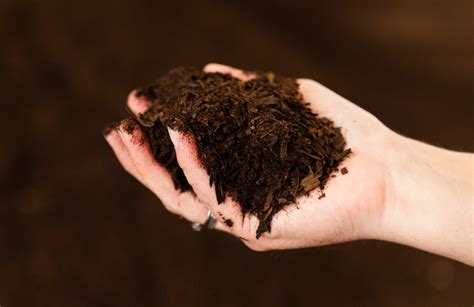 Manure Vs. Compost: What’s The Difference and Which is Better?