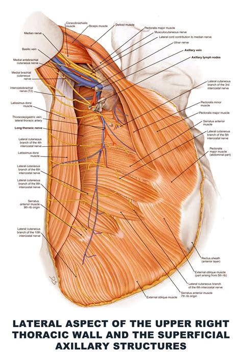 Axillary Diagram Artery Axillary Branches Anatomy Parts Mnem