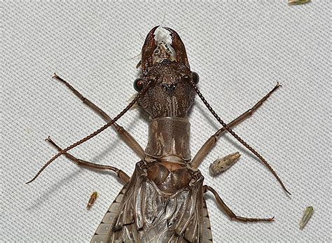 Most Terrifying Bugs