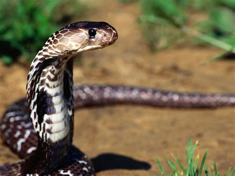 Snake Wallpapers. Images and animals Snake pictures (719)
