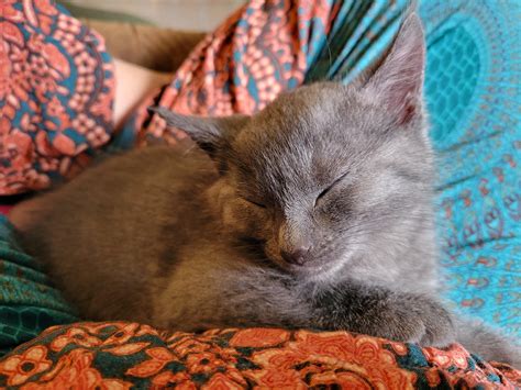 my 8 week old kitten, Billy : r/aww