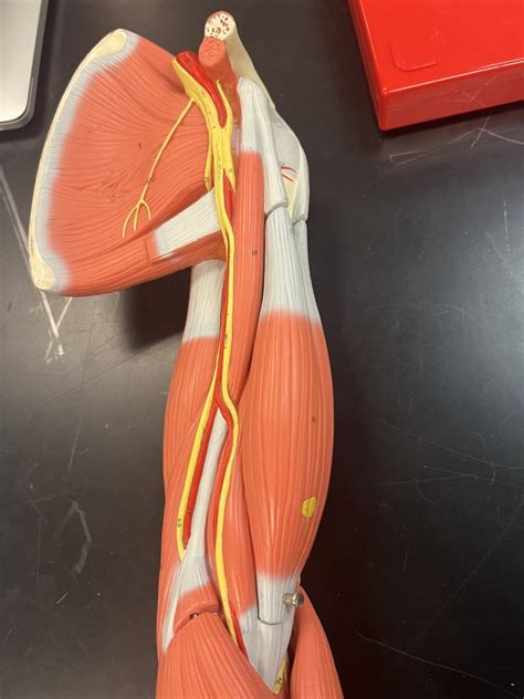 upper arm muscle diagram quizlet