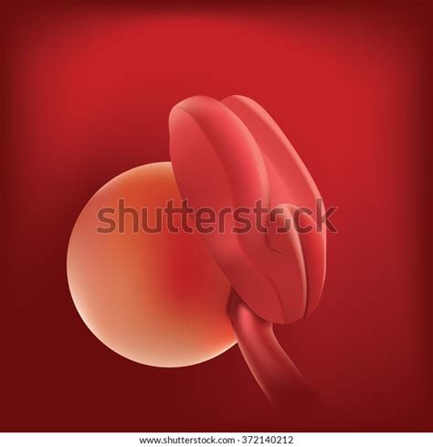 Pregnancy Fetal Growth Ultrasound Fetus Development Stock Vector ...