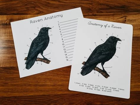 Raven Anatomy Poster and Worksheet - Etsy | Study unit, Raven facts ...