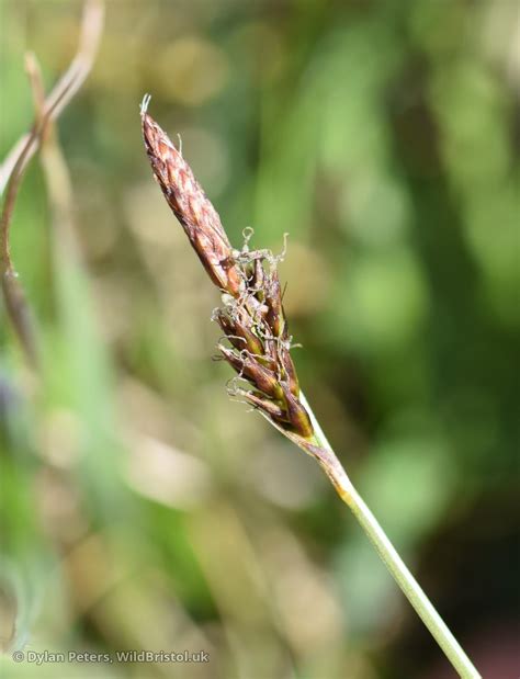 Downy-fruited Sedge - (Carex filiformis) - Species - WildBristol.uk