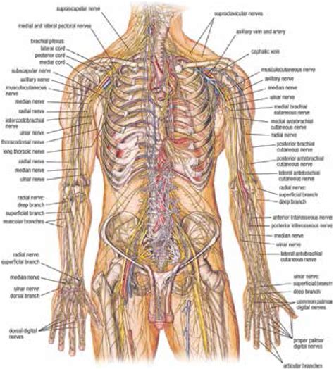 Todo Sobre La Anatomía Humana