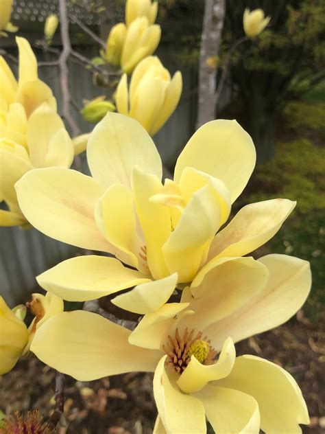 Yellow Bird Magnolia – Emily Cooper Gardening