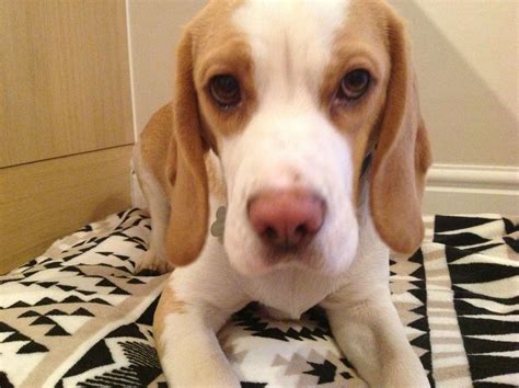 Lemon Beagle - Cute and Playful Dog Breed