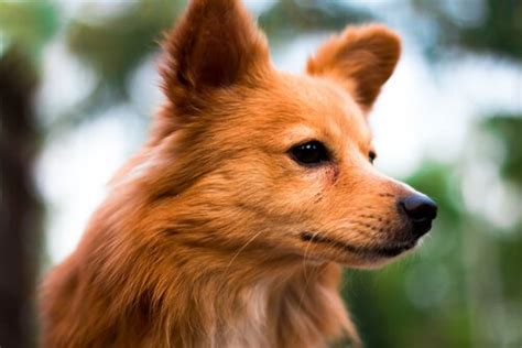 canine zodiac signs  animals