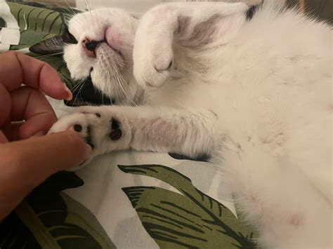 hair loss for cats 5