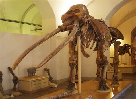 Witness This Parade of Prehistoric Pachyderms | Elephant pictures ...