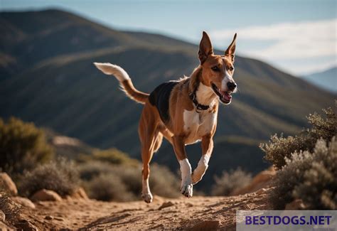 Cretan Hound - Best Dogs