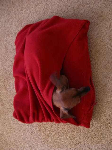 Snuggley Dog Bed : 7 Steps (with Pictures) - Instructables