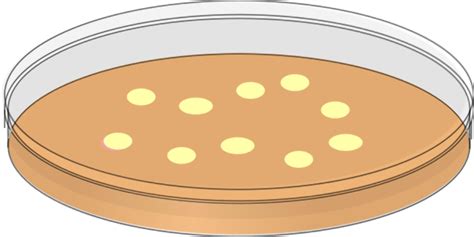 Download High Quality bacteria clipart petri dish Transparent PNG ...