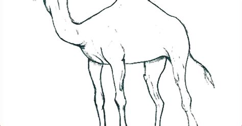 contoh sketsa gambar hewan  mudah gambar hewan
