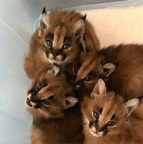 Caracal kittens ️ | Caracal kittens, Exotic cats, Beautiful cats