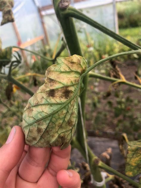 Choosing resistant varieties in 2020 for common 2019 diseases