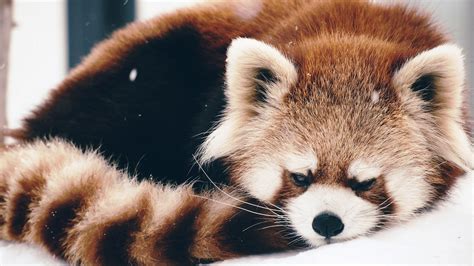 Cute Red Panda Wallpaper