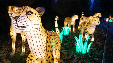 The first and only holiday lantern festival in Washington is here! | king5.com