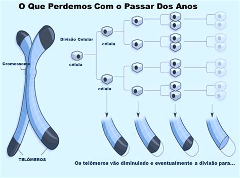 Genética Agronômica: Telômeros: A Chama Citogenética da Vida