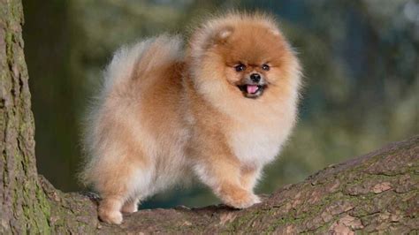 adorable pocket sized dog breeds  beginners