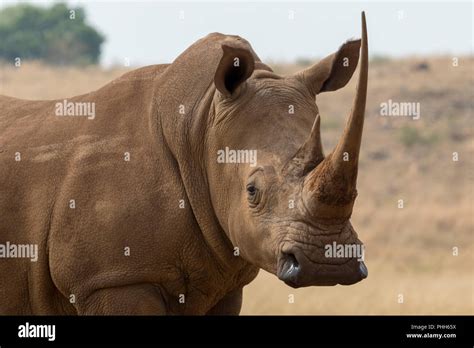 White Rhino South Africa Stock Photo - Alamy