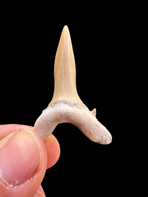 fossilized goblin shark tooth cretaceous era morocco rare goblin