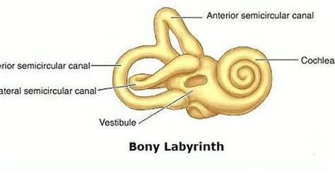 pictures  bony labyrinth