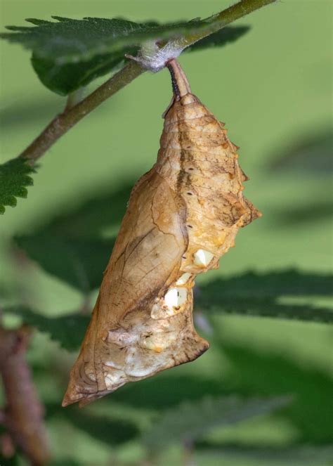 Eastern Comma - Alabama Butterfly Atlas