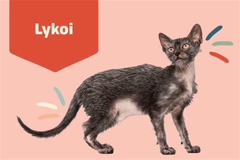 Lykoi Cat Breed Information & Characteristics | Daily Paws