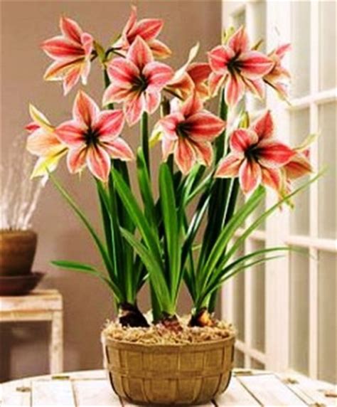 Красивый цветок комнатная лилия - Дневник садовода Kateflowershop.ru