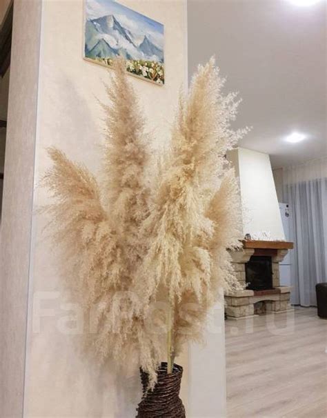 Кортадерия Натуральный сухоцвет. Пампасная трава 4 ветки, новый, в ...