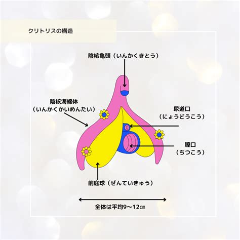 【図解・保存版】クリトリスのこと、知ってる？知ってほしいことその1 | 1ミリも我慢しないのに、心も体も100倍満たされる！セクシャル ...