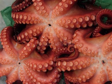 Octopus Seafood at the Market in Tokyo, Japan Stock Image - Image of ...