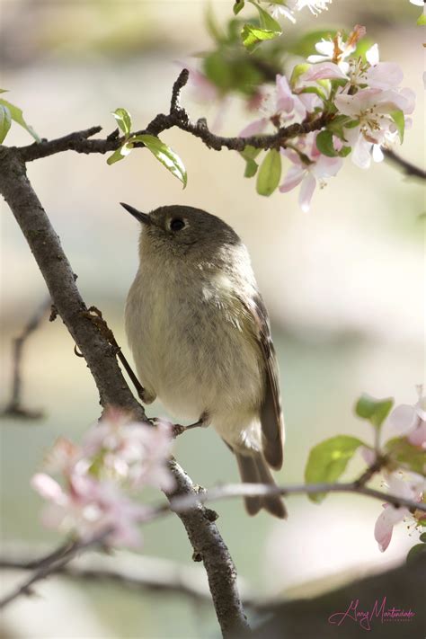 10000 best Indiana images on Pholder | Shittymoviedetails, Birding and