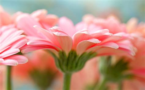 flower hd backgrounds - Coolwallpapers.me!