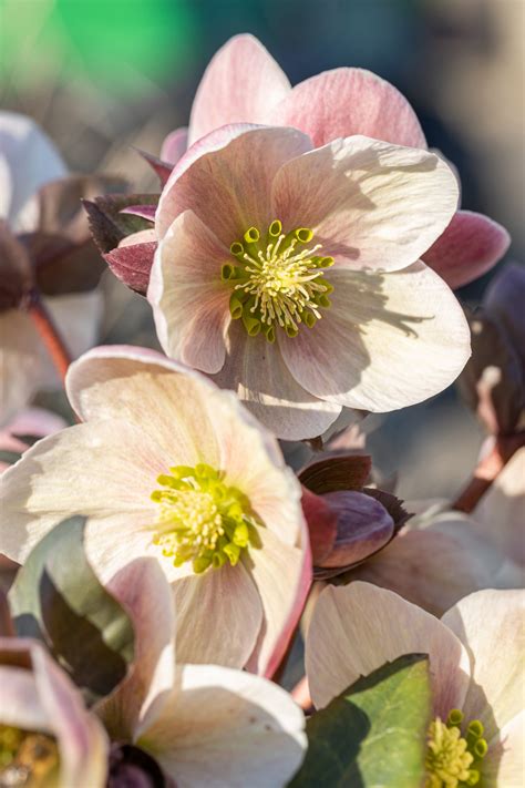 Hellebores Apricot Beauty | DutchGrown™