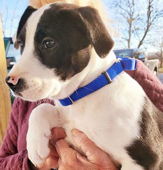 How The Grinch Stole Christmas -Grinch - Puppy Area